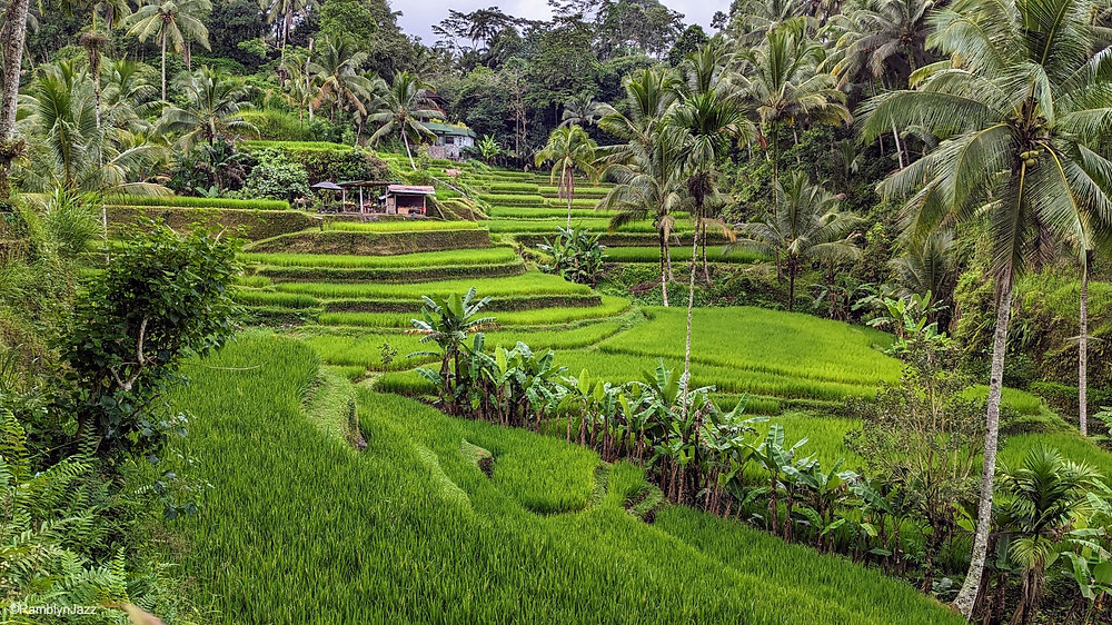 Ubud Highlights: Tegalalang, Monkey Forest & Tegenungan
