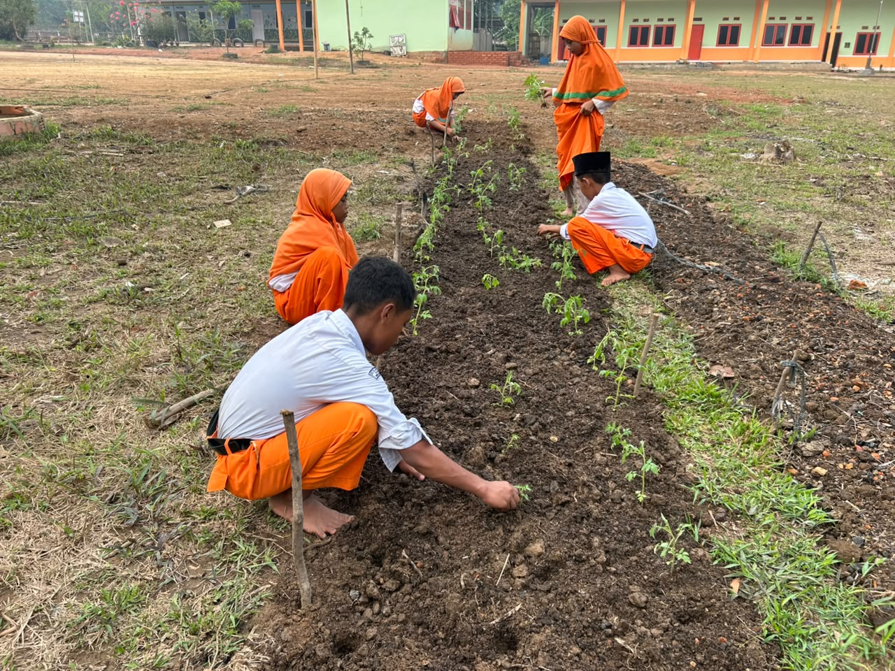 Muatan lokal adalah salah satu mata pelajaran yang dilakukan sesuai kearifan lokal yang ada di lingkungan sekolah. Salah satunya adalah berkebun. Kalau sebelumnya para siswa telah melakukan panen kangkung. Kali ini siswa SD IT Qudwah Sungai Rengit melakukan penanaman tomat.